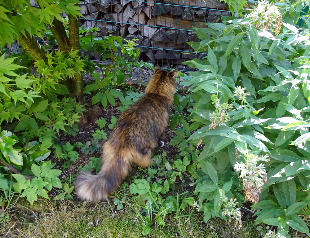 Blog • Der katzenfreie Garten