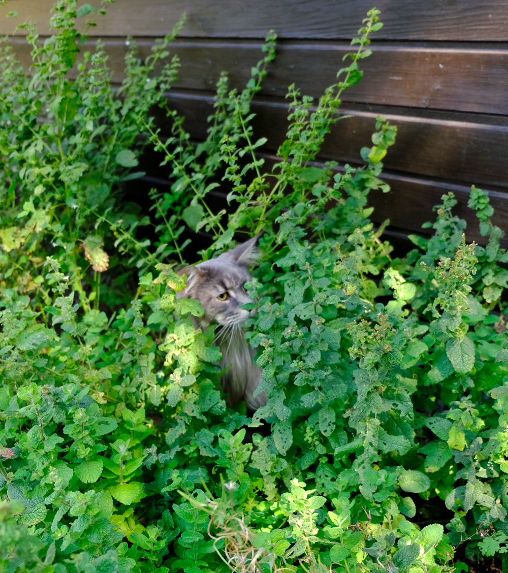 Blog • Der katzenfreie Garten