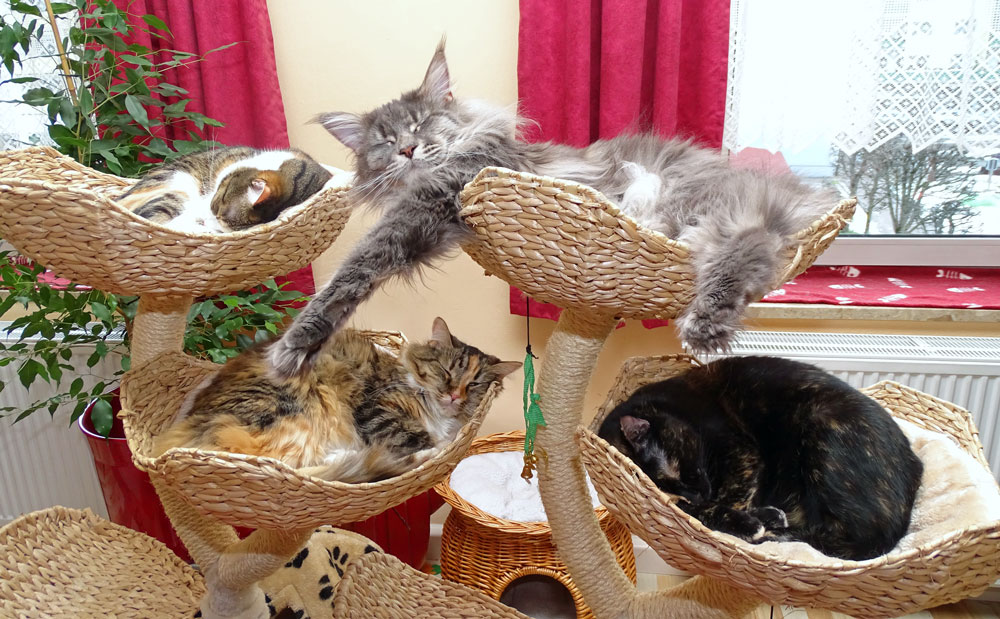 Alle vier Katzen von Katzencoach Susanna Brandegger im Katzenbaum beim Schlafen
